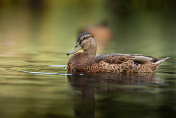 Mallard duck, ducks	