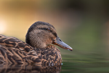 Mallard duck, ducks	