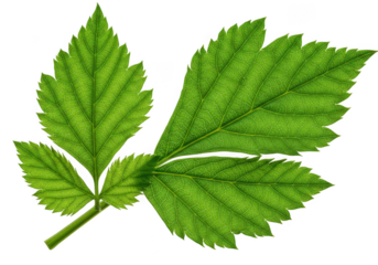 A vibrant green compound leaf with serrated edges isolated on transparent background