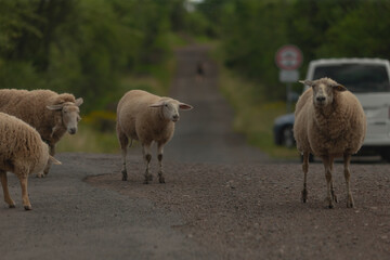 Naklejka premium A small group of sheep is calmly standing on a gravel road in a picturesque rural area, with a vehicle parked nearby, while lush greenery fills the background, creating a serene scene