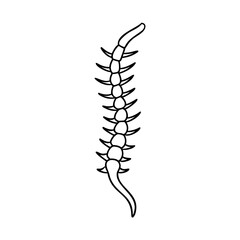 A segmented spine with curved top bottom tips on vertebrae skeleton