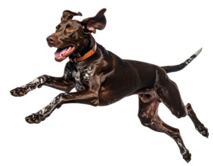 Energetic Pointer Running at Full Speed, Ears Flying, isolated on a transparent background.
