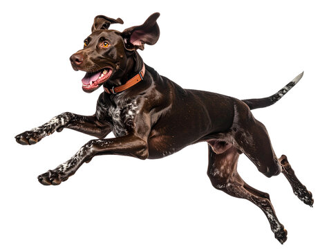 Energetic Pointer Running at Full Speed, Ears Flying, isolated on a transparent background.