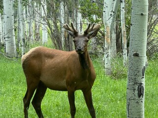 Elk, Bull elk, Male elk, Velvet antlers, Antlered elk, Wild elk,Wildlife photography, Nature photo, Outdoor photo, Stock animal photo, Natural light photography, Rustic charm, Peaceful wildlife moment