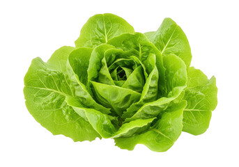 Fresh green butter lettuce head isolated on transparent background
