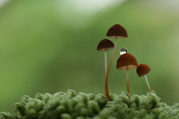 Mushroom plants from the tropical forests of Kalimantan