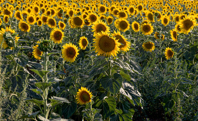 Flowering sunflowers in a field in Bulgaria

