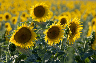 Flowering sunflowers in a field in Bulgaria
