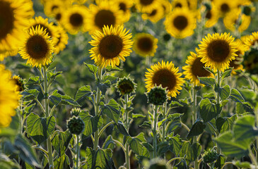 Flowering sunflowers in a field in Bulgaria
