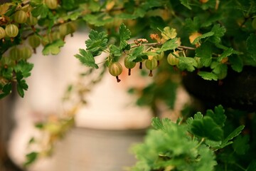 Branches with ripe gooseberries. Beautiful amber summer fruits. File 2