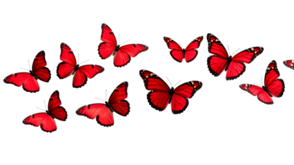 A Beautiful Flight Red Butterflies Dance on a Transparent Background Delicate Wings Joyful Nature