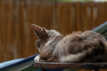 An utterly adorable rabbit rests comfortably on a soft, inviting surface, while a rustic wooden fence beautifully enhances the tranquil and serene atmosphere of this peaceful outdoor scene