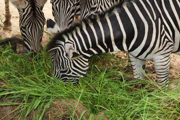 The family burchell zebra is eatting in farm
