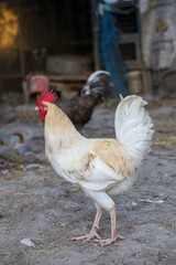 White Betong is the big Chickken in dry garden