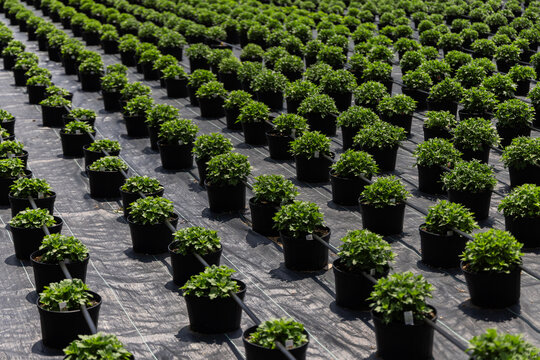 Organized Rows of Potted Green Plants with Drip Irrigation at a Commercial Nursery
