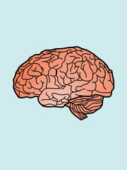 Human Brain Illustration An anatomical diagram of the central nervous system in detailed illustration for creative projects 