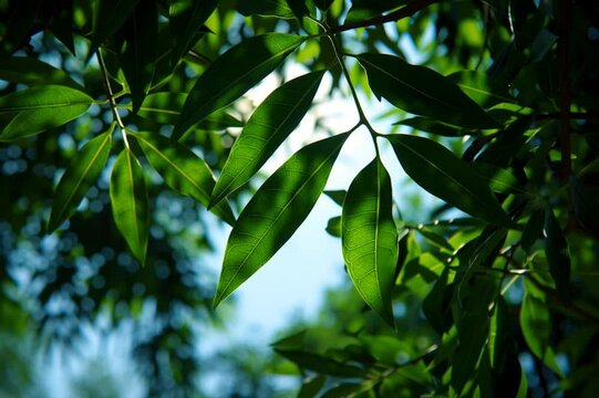 Sunlight filtering through lush green leaves creating a serene and vibrant natural scene with bright rays illuminating the foliage, horizontal video