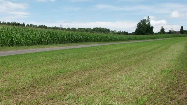 Eine landwirtschaftliche Landschaft auf dem Lande. Ein Weg neben einem Maisfeld im Sommer bei windigem Wetter, Die Schatten von den Wolken ziehen &uuml;ber die Landschaft.