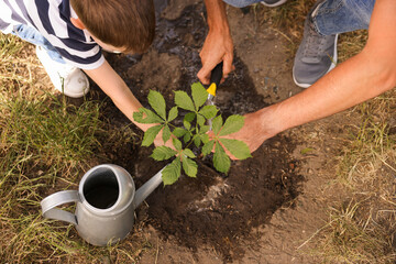 Father and his son planting tree into soil outdoors, closeup