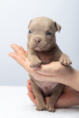Cute light brown puppy being held gently in hands against plain background. Light brown puppy held...