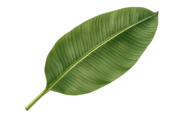 Obraz premium Verdant banana leaf highlighting intricate venation, transparent backdrop revealing crisp botanical details against clean white surface