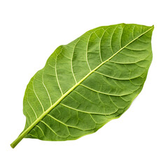 A single dried tobacco leaf, the raw material for cigarettes, cigars, and pipes, isolated on a transparent background png