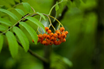 rowan berries on a green background