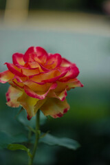 yellow rose on a black