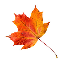 Obraz premium A single colorful maple autumn leaf with vibrant red and orange tones isolated on a transparent background png