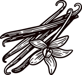 Hand drawn vintage vanilla pods and flower illustration in engraved isolated on white background