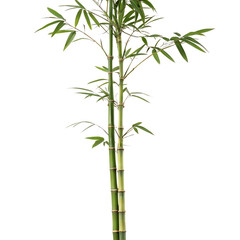 Fototapeta premium A fresh green bamboo shoot with several leaves, representing peace and nature, isolated on a transparent background png