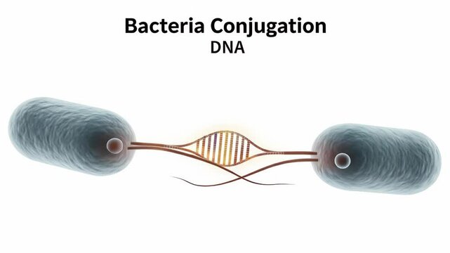 Bacterial Conjugation: DNA Transfer Animation - A 3D animation depicts bacterial conjugation, showing two bacteria connected by a pilus, with DNA transferring between them.