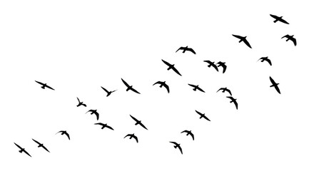 Illustration of a dynamic flock of birds flying in silhouette isolated on transparent background, symbolizing freedom and migration