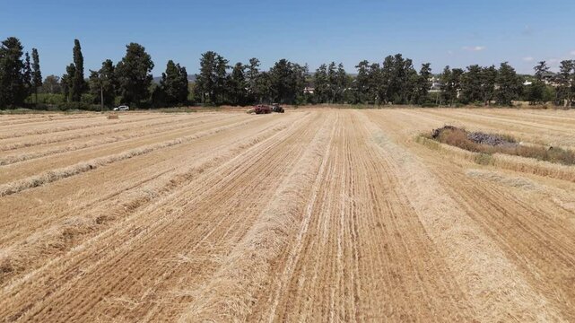 Aerial view of a vast harvested field with parallel lines of hay, contrasting with the dark green trees and a tractor under the clear blue sky, Sa'ar, North District, Israel.