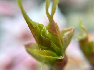 桜の花、蕾、新芽、河津桜のマクロ撮影