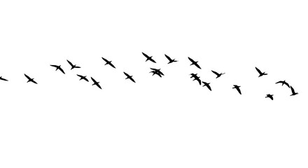Illustration of a flock of birds in silhouette soars across the sky in graceful formation isolated on transparent background