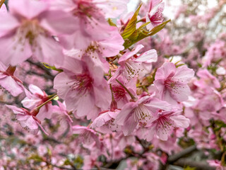 春の陽光に透ける河津桜の花
