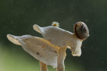 Mushroom plants from the tropical forests of Kalimantan