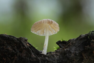 Mushroom plants from the tropical forests of Kalimantan