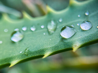 水滴のついたアロエの葉っぱのクローズアップ