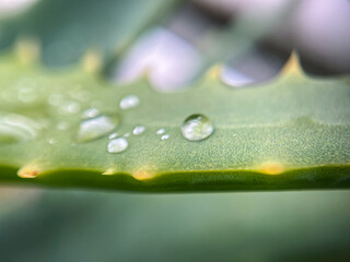 水滴のついたアロエの葉っぱのクローズアップ