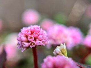 小さなヒメツルソバの花のクローズアップ