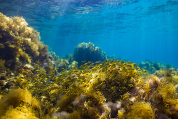 Marine life in the shallows