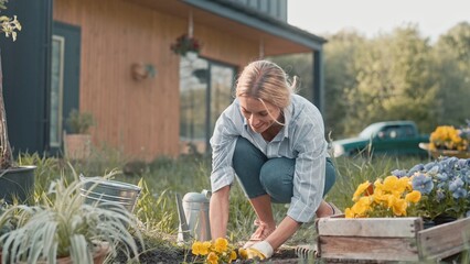 Charming Caucasian blond woman with gloves gardening blooming yellow flowers near her house. Pretty...