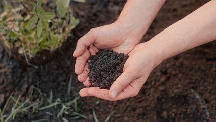 Hands holding black soil in field. Human planting sapling or tree in ground. Land fertilization. Growing organic plants. Agronomy business industry. Farm management. Agriculture concept.