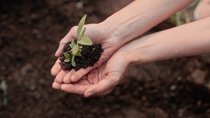 Farmer's hands holding small plant in black soil. Growing tree or herbs in farmland. Gardening sprout in ground. Taking care about nature. Environment. Agriculture business concept.