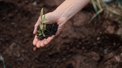 Farmer's hands holding small plant in black soil. Growing tree or herbs in farmland. Gardening...