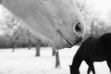 Horse face closeup with water on chin, winter season background, farm animal hydration concept.
