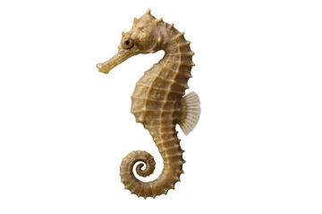 Fototapeta premium Close-up view focusing on intricate seahorse details, transparent background highlighting delicate body structure and curling tail shape