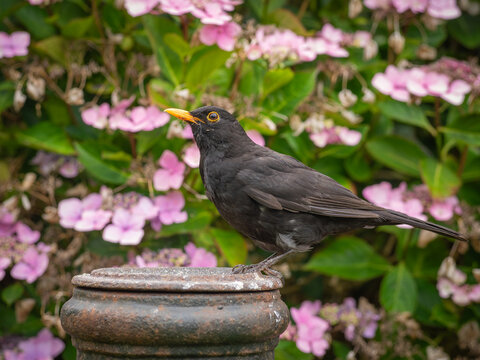 Male blackbird in a garden